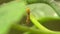 Long-Haired Silkworm Caterpillar Grabs Stick