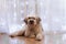 Long-haired South Russian Shepherd Dog at home is resting on a floor on a background of white curtain with lights