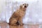 Long-haired South Russian Shepherd Dog at home is sitting on a floor on a background of white curtain with lights