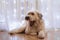 Long-haired South Russian Shepherd Dog with open mouth at home is resting on a floor on a background of white curtain with lights