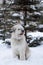 Long-haired South Russian Shepherd Dog on a walk in a winter park with fir trees