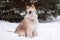 Long-haired South Russian Shepherd Dog is wearing colorful deer horns on a background of big fir tree in a winter park.