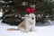 Long-haired South Russian Shepherd Dog is wearing red deer horns on a background of big fir tree in a winter park.