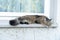 Long haired tabby syrian cat or Turkish Van in brown and black lying on the window sill resting