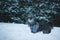 Long-haired tibetan terrier dog dressed in jacket walking in snowfall weather. Winter walk