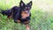 Long-haired toy Terrier lies in the green grass and looks around. FullHD