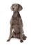 Long-haired Weimaraner dog, sitting