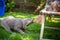 Long-haired Weimaraner puppies play with their siblings on a green meadow. Pedigree long hair Weimaraner puppies