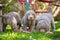 Long-haired Weimaraner puppies play with their siblings on a green meadow. Pedigree long hair Weimaraner puppies