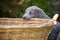 Long-haired Weimaraner puppy playing with a beach chair in the green meadow in the garden and chewing on the basket. The small dog