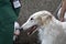 Long haired white Borzoi breed dog on a leash.