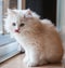 Long-haired White Kitten Licking HIs Lips