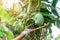 Long-handled fruit-picker for get green mango