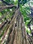 Long hanging vines beautiful photo