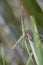 Long-headed grasshopper, Crete 