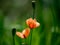 Long headed poppies in bloom