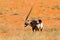 Long horn animal in red sand desert. Gemsbok with orange sand dune evening sunset. Gemsbuck, Oryx gazella, large antelope in