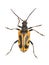 Long horn beetle (Brachyta interrogationis)