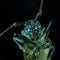 Long horn beetle perched on tree branches