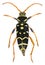 Long-horn beetle, Plagionotus arcuatus