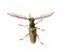 Long horn beetles .
