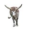 Long horn bull