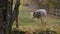 long horn cattle at zoo