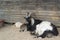 Long horn goat in organic animals farm
