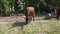 Long horned Ankole Watusi cow grazing, other animals in backdrop. Brown Texas Longhorn cows graze in a paddock. Ankole