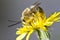 long horned bee