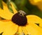 Long Horned Bee atop golden yellow Coneflower