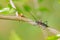 Long-horned beetle