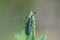 A long-horned beetle