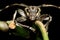 Long-horned Beetle