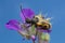 Long-horned beetle, Brachyta interrogationis on wood cranesbill, Geranium sylvaticum