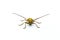 Long-horned Beetle Dorysthenes walkeri Waterhouse