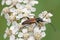Long-horned beetle, Leptura melanura