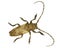 Long-horned beetle, Niphona picticornis