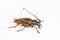 Long-horned beetle on white background