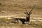 long horned blackbuck or antilope cervicapra or indian antelope closeup resting in green background at tal chhapar sanctuary