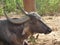 Long horned buffalo