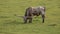 Long horned bull grazing in green pasture