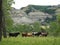 Long Horned Cattle Grazing in Theodore Roosevelt National Park