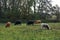 Long-horned cattle, Strumpshaw Fen, Norfolk, England