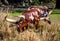 Long horned cows in a Habitat