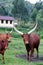 Long horned cows of the Masisi