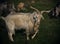 Long horned goat with light colored fur in a green field.