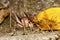 A long-horned grasshopper