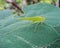 Long horned grasshopper