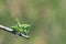 Long-horned grasshopper